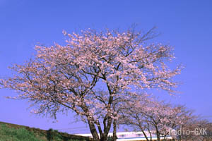 酒匂川の堤防 小田急線と桜