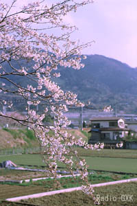 酒匂川の堤防 松田山を背景に桜