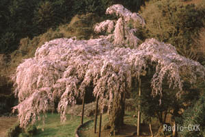 小田原市紹太寺 上から見た枝垂桜の全景