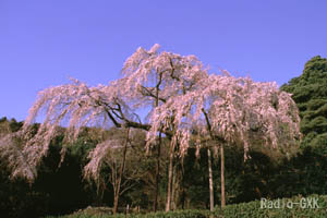 青空を背に見上げる枝垂桜