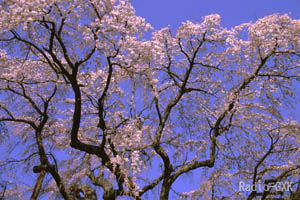 真下から見ると桜の天井