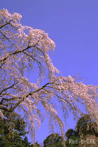 枝垂桜の庇