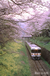 桜のトンネルの下を行くJR東海普通列車