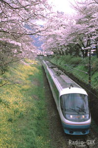 桜のトンネルの下を行くロマンスカー(小田急)