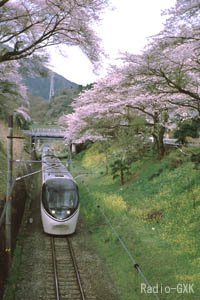 桜のトンネルの下を行くロマンスカー(JR東海)
