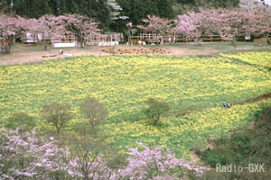 菜の花と桜の花見(マザー牧場)