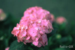 ピンクのボールのような紫陽花の花
