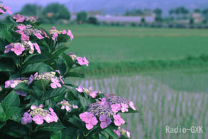 田植えの後の紫陽花