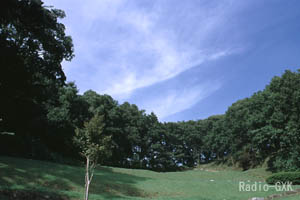 木々に切り取られた夏空