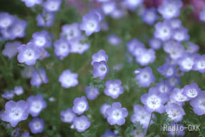 淡い紫色の花(名前が分かりません)