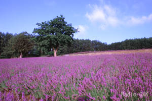 ラベンダー畑と森 ファーム富田