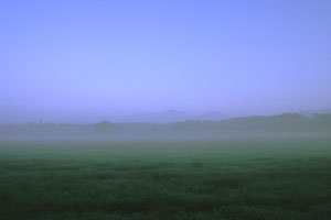 朝霞みの牧草地