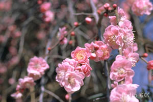紅梅の花房