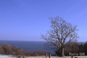 太平洋を背に立つ1本の木